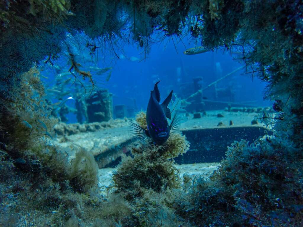 Corveta Pereira Wreck Porto Santo dive