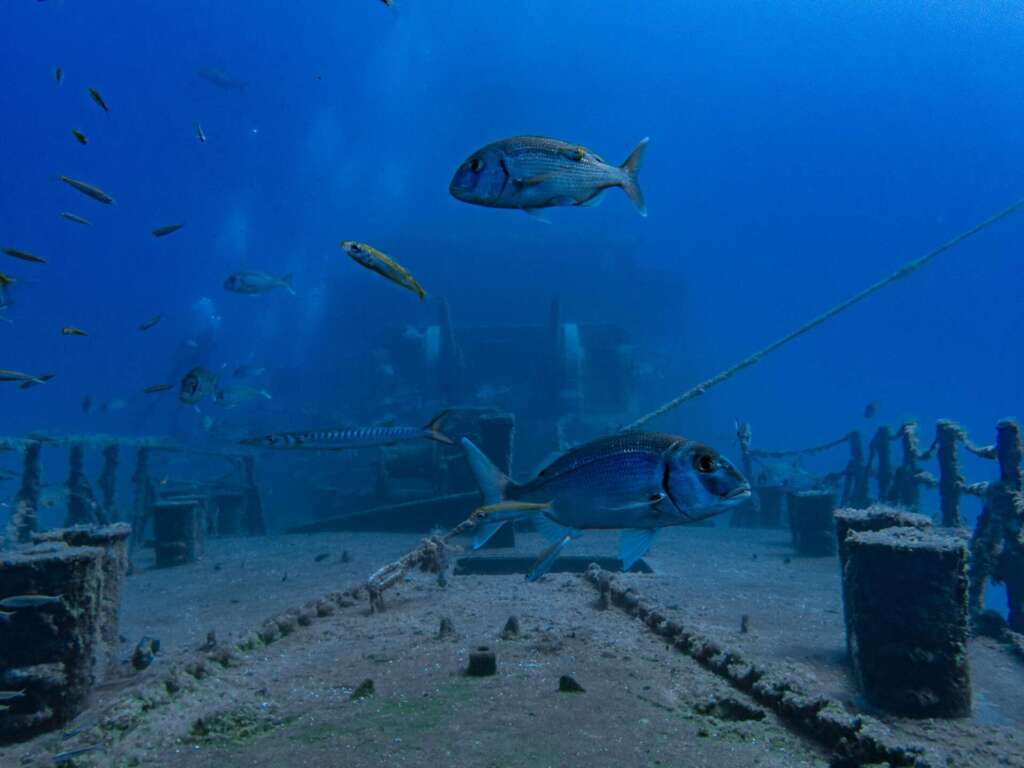 Corveta Pereira Wreck Porto Santo dive