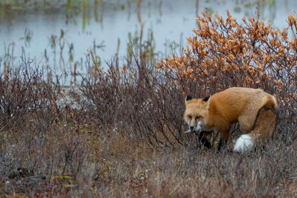 red fox with prey churchill manitoba canada
