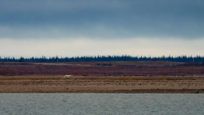 Polar Bear Churchill Manitoba Canada