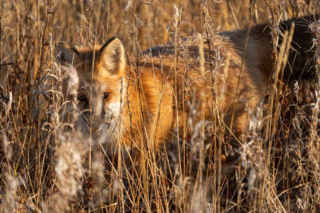 Red Fox Churchill Manitoba