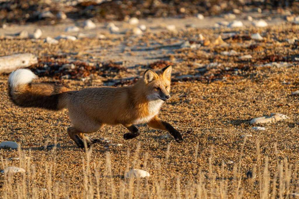 Red Fox Churchill Manitoba