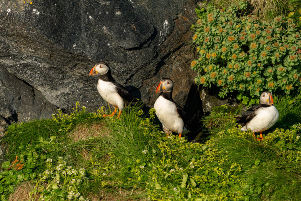 puffin greenland 1