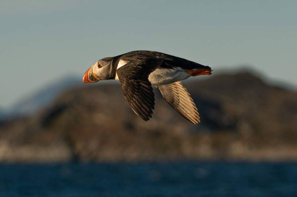 Where to find Puffin in Greenland – wildlife photography of puffins