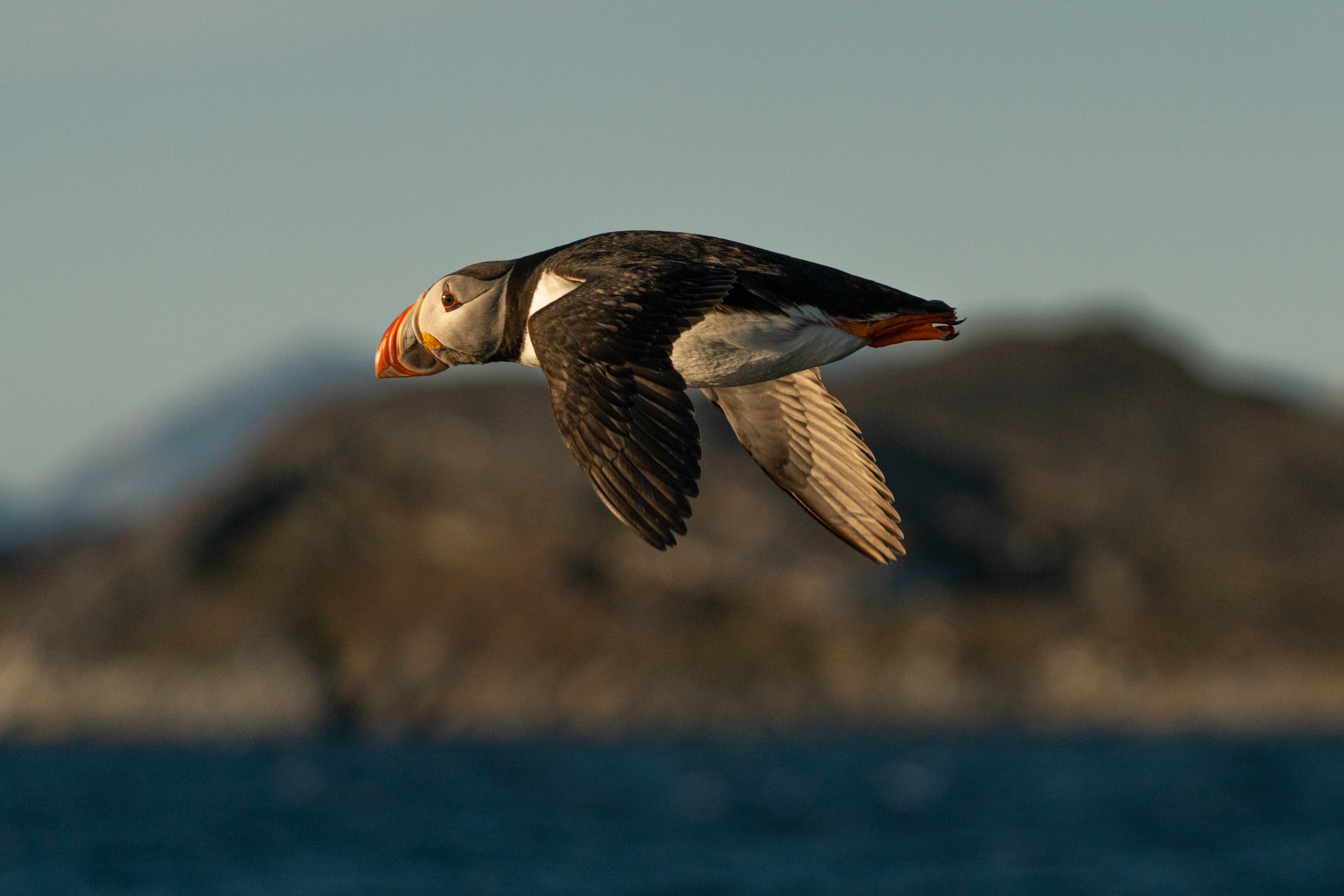 puffins　フラット加工 Where to find Puffin in West Greenland - wildlife photography