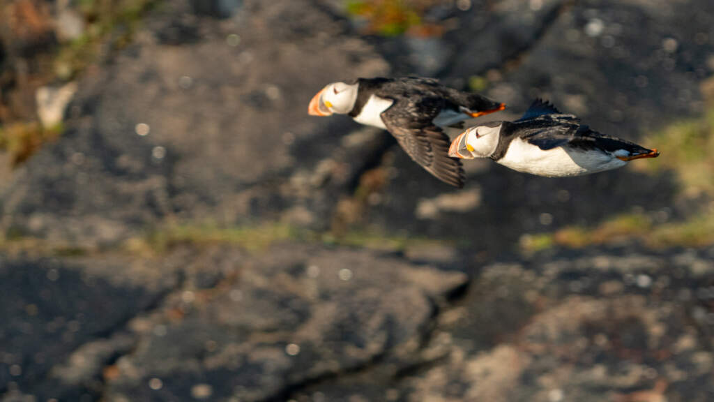 puffin greenland 2