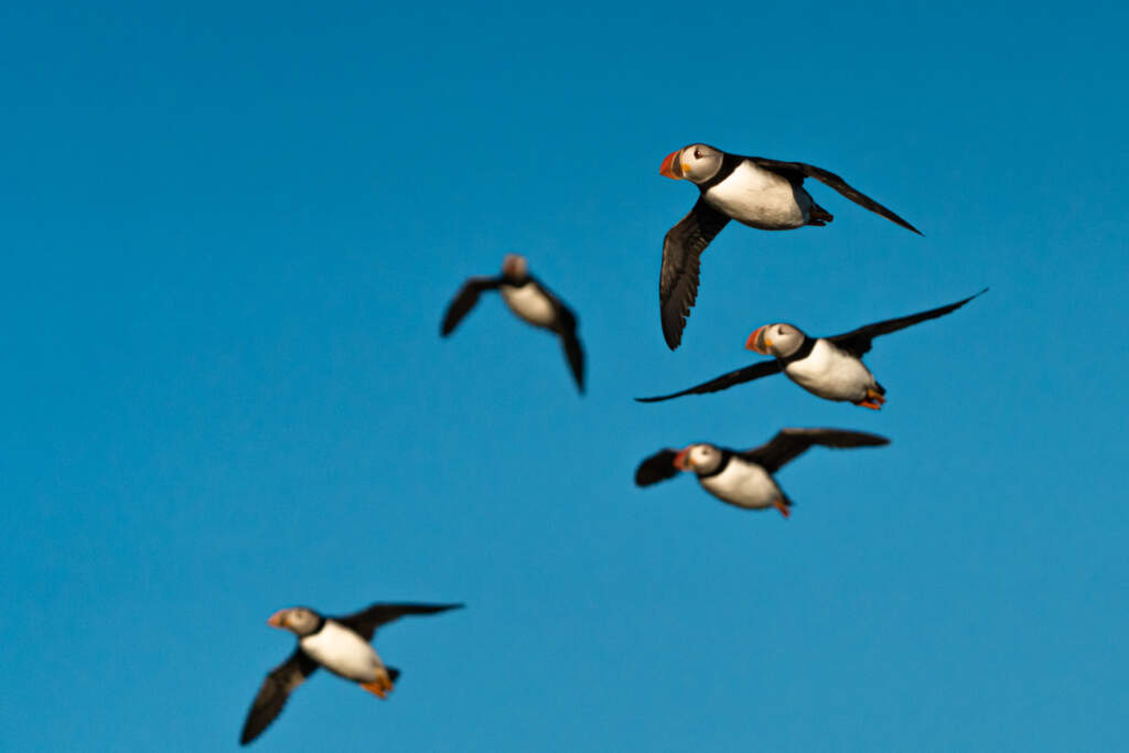 puffin greenland 1