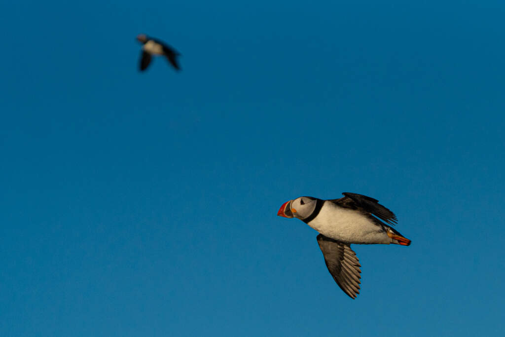 puffin greenland 1