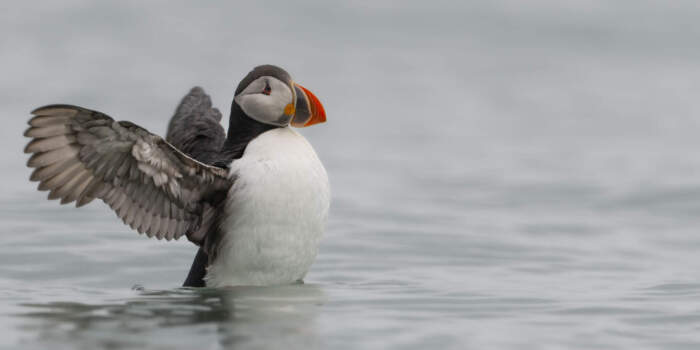 Svalbard Puffin in the water