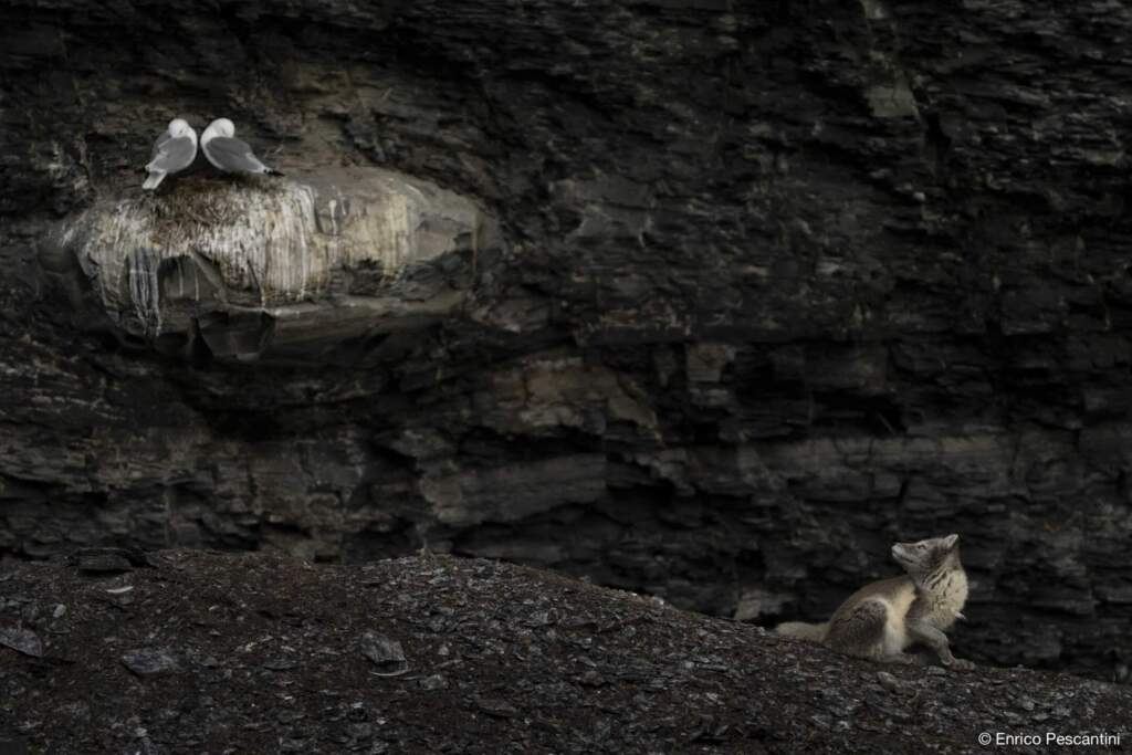 Polar Fox looking at birds - object of desire